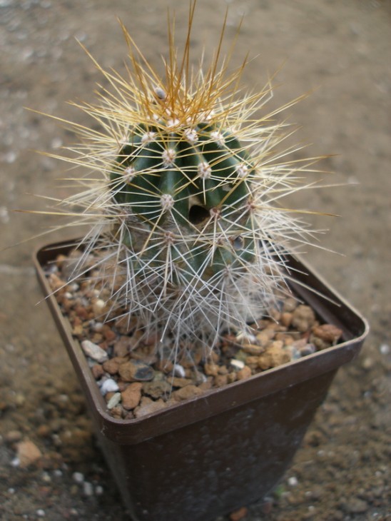 Carnegiea gigantea1.JPG
