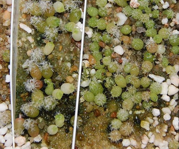 algae1.jpg