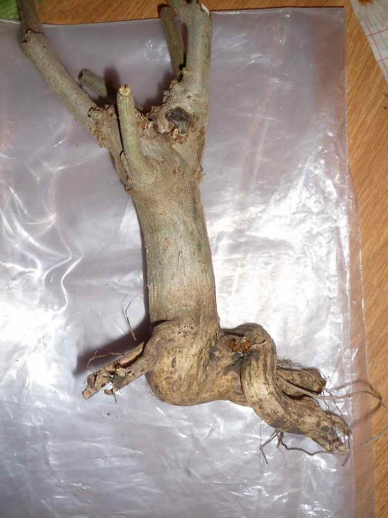 j.augustii.jpg