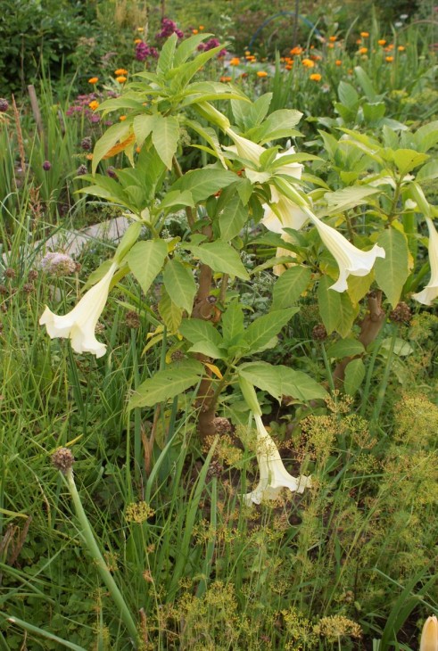 Brugmansia sp.jpg