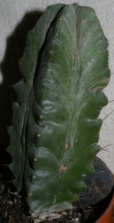 IMGP9286.JPG