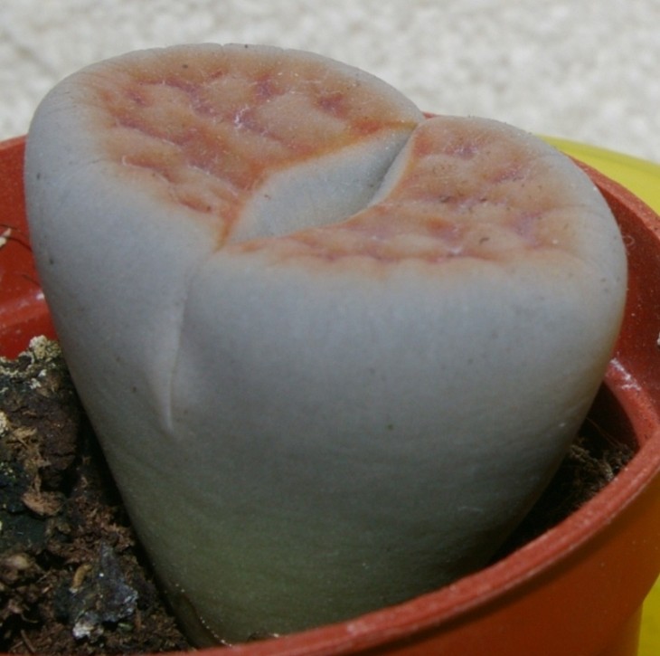 IMGP9244.JPG