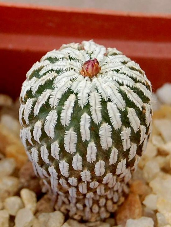 T.pseudopect.jpg