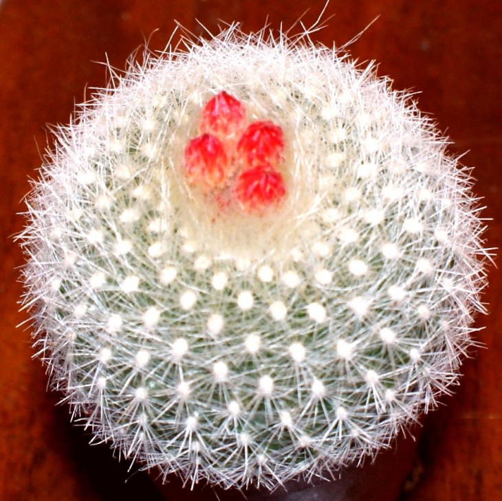 Brasilicactus haselbergii.jpg