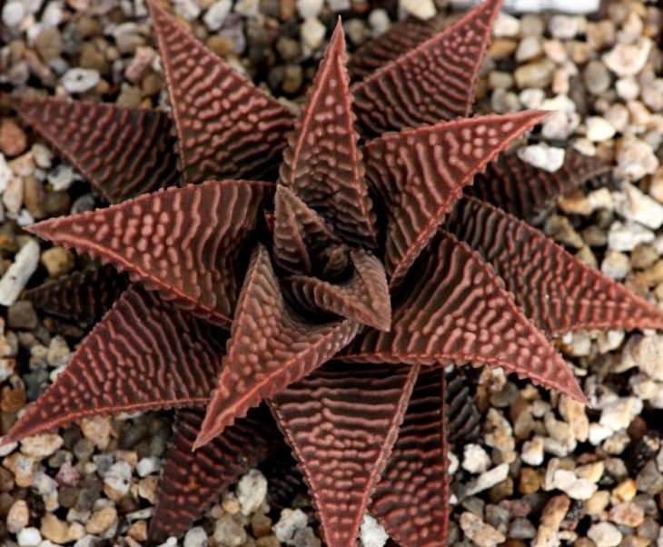 Haw stricta x koelmaniorum.jpg