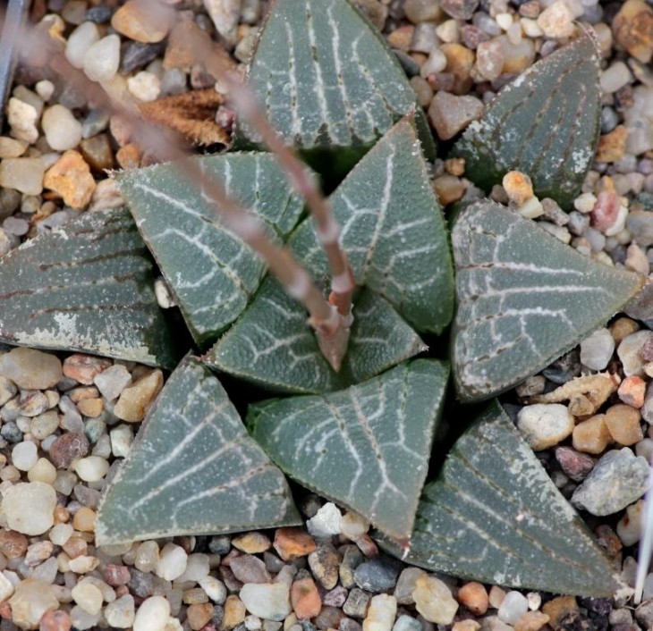 haw bayeri hybrid.jpg