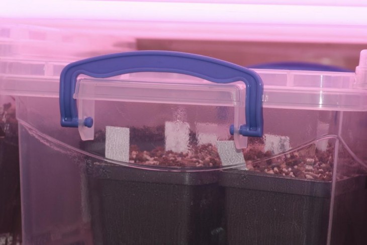 adenium seeds.jpg