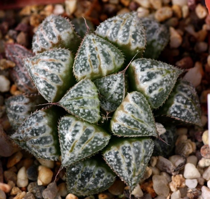 haworthia cv yukigeshiki.jpg