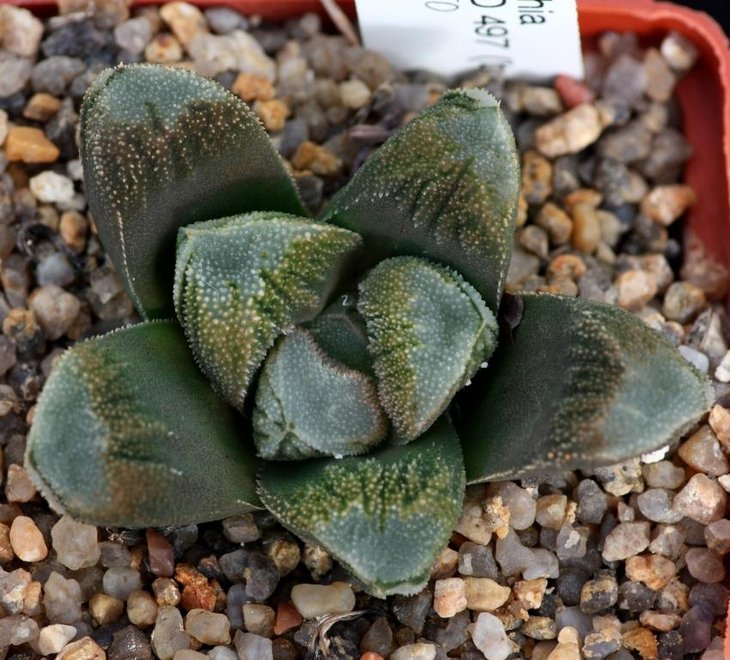 Haworthia cv CCO 497.jpg
