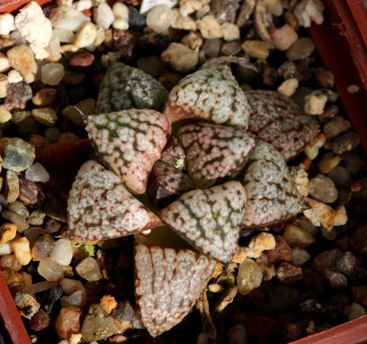 Haworthia emelyae picta hybrid.jpg