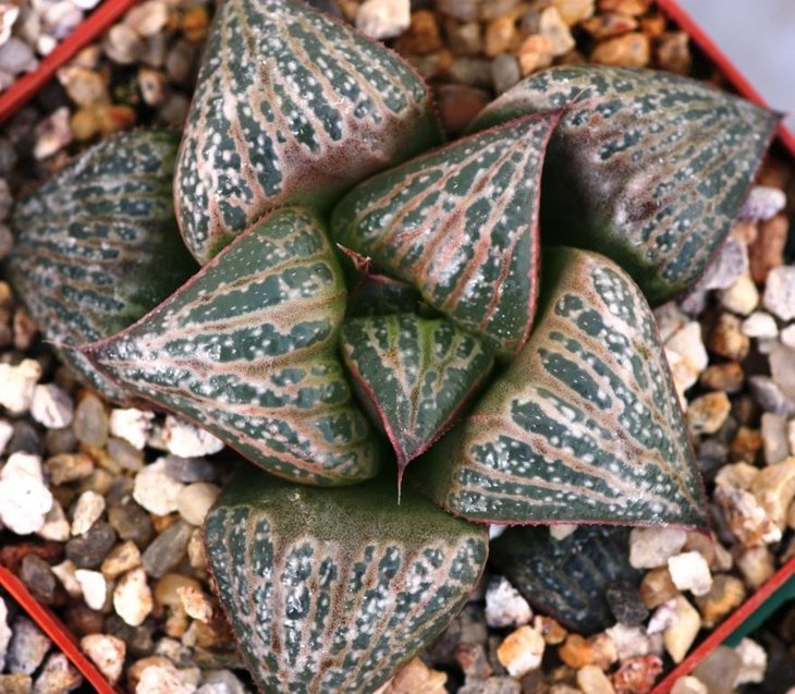 Haworthia magnifica splendens hybrid.jpg