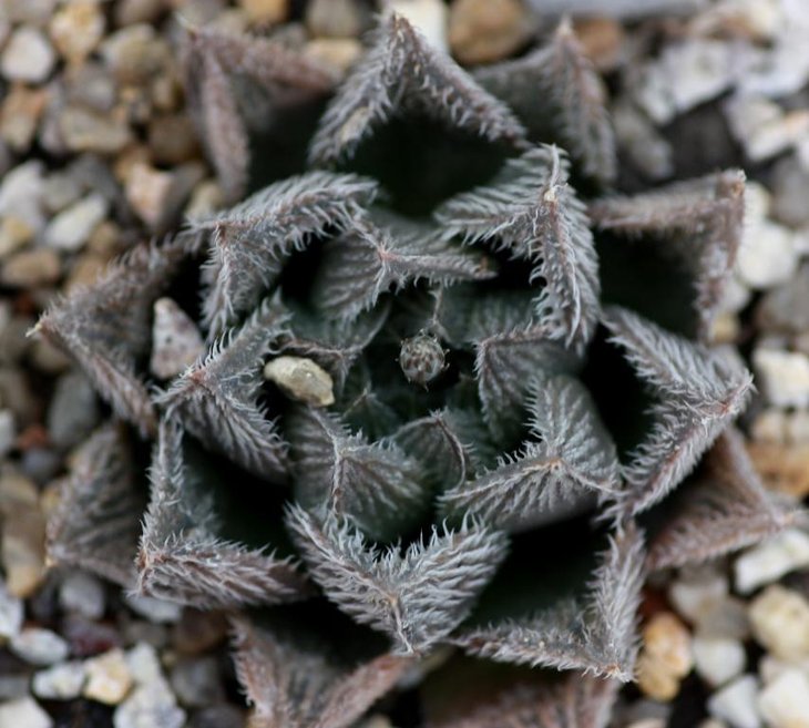 Haworthia hybrid 'hakuginemaki'.jpg
