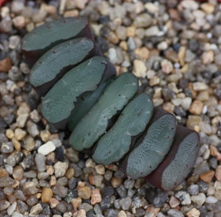 Haworthia truncata ex SH.jpg