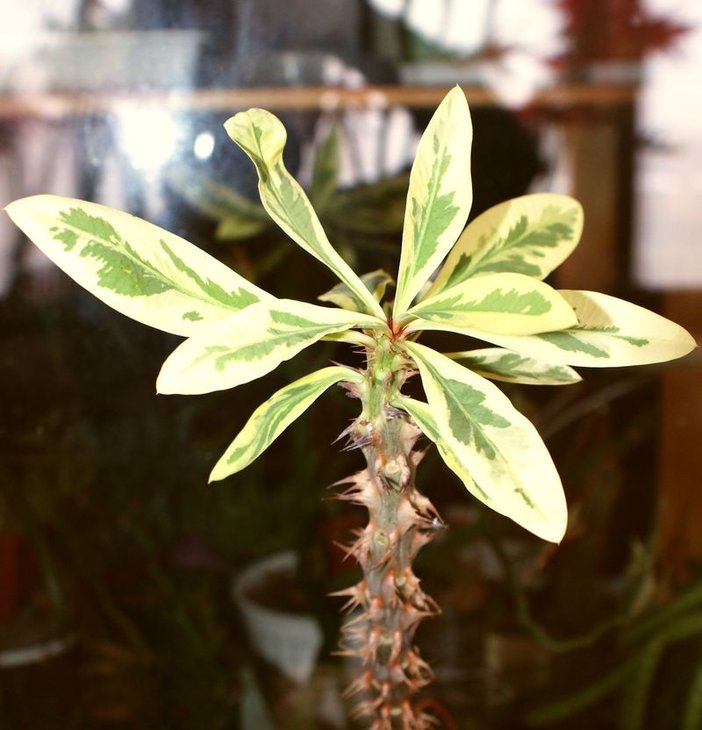 11Euphorbia Milli variegata.jpg