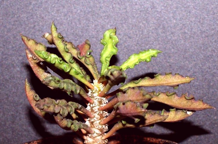 1Euphorbia decaryi.jpg