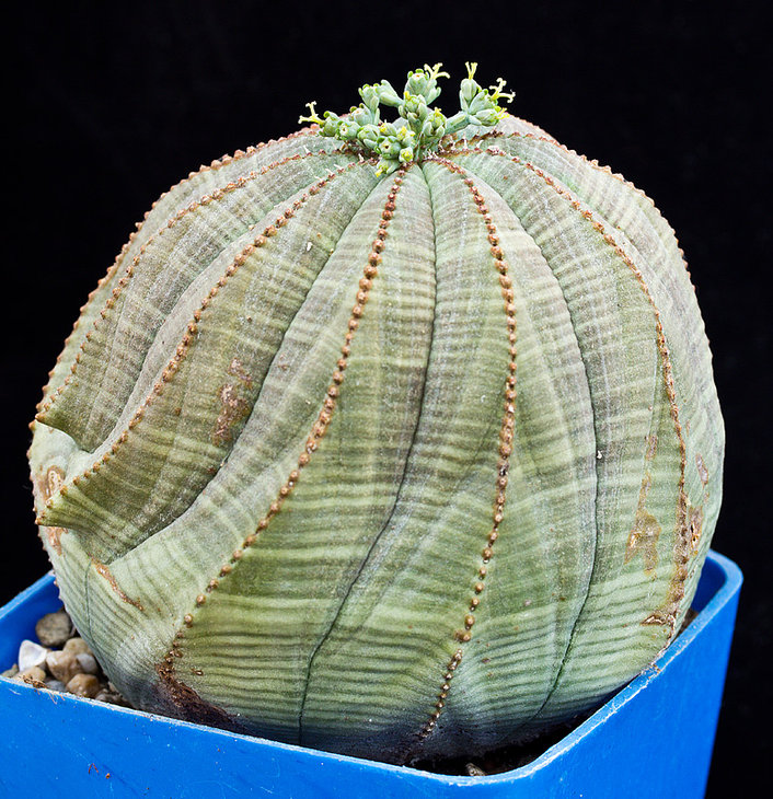 Euphorbia obesa, девочка.