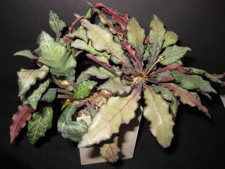 Euphorbia francoisii