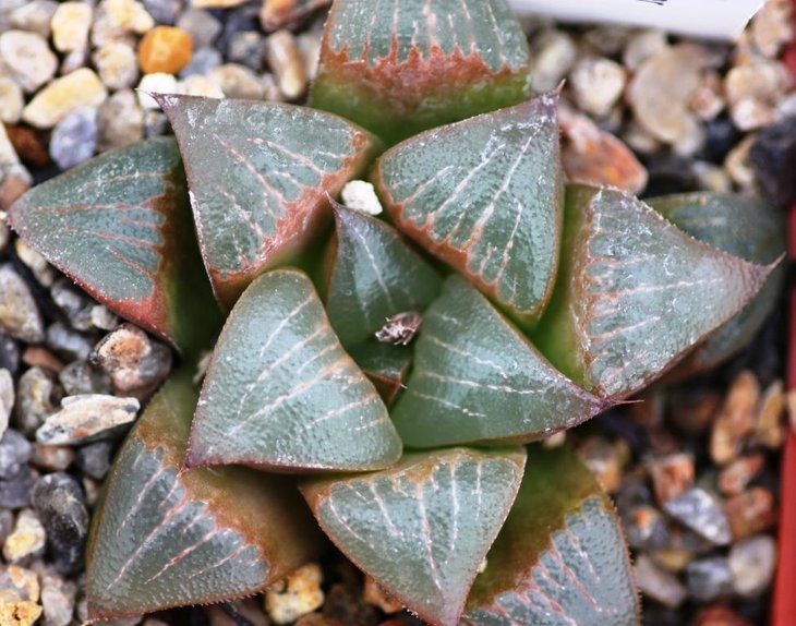 Haworthia hybrid_2.jpg