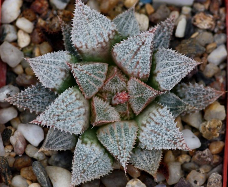 Haworthia hybrid3.jpg