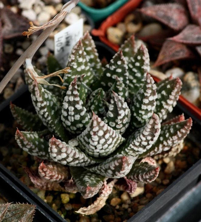 Haworthia pumila compact form.jpg