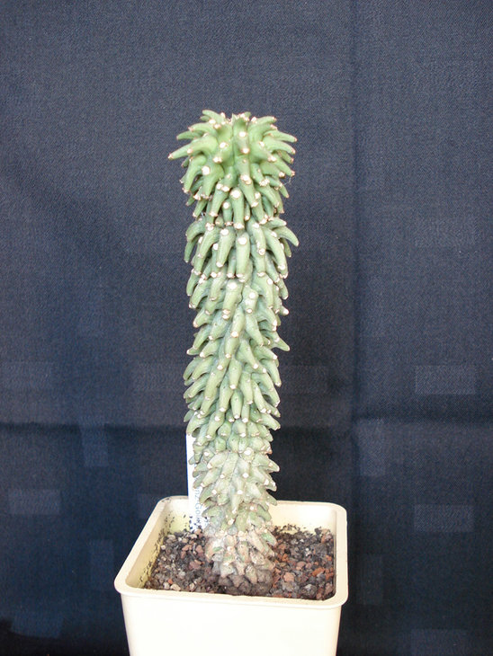 Monadenium refleksum.jpg