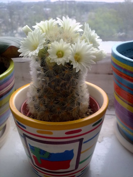2011 01 05 204.jpg