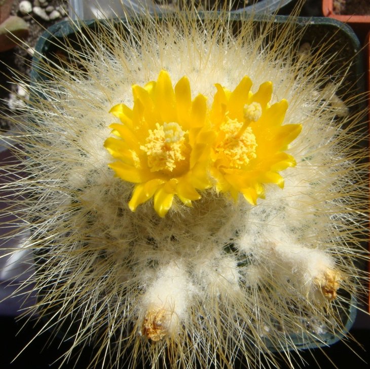 Parodia chrysacanthion