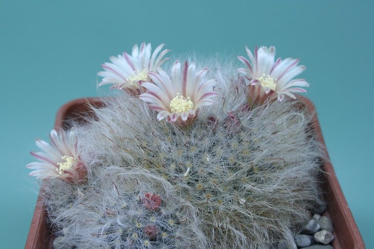 Mammillaria bocasana 12.JPG