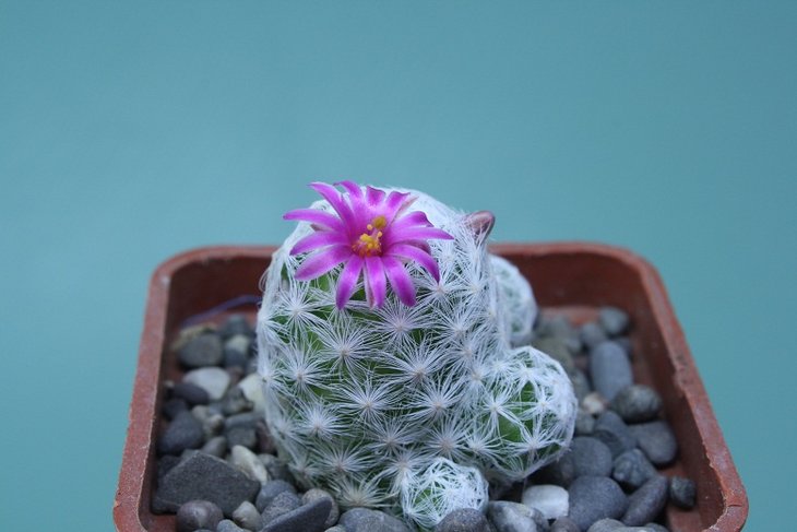 Mammillaria hymboldtii 12-1 .JPG