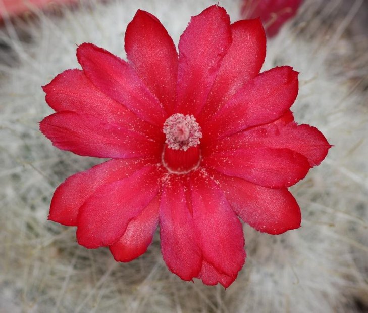 Mammilopsis senilis.jpg