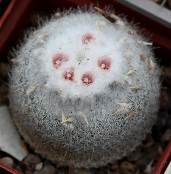 Epithelantha unguispina.jpg