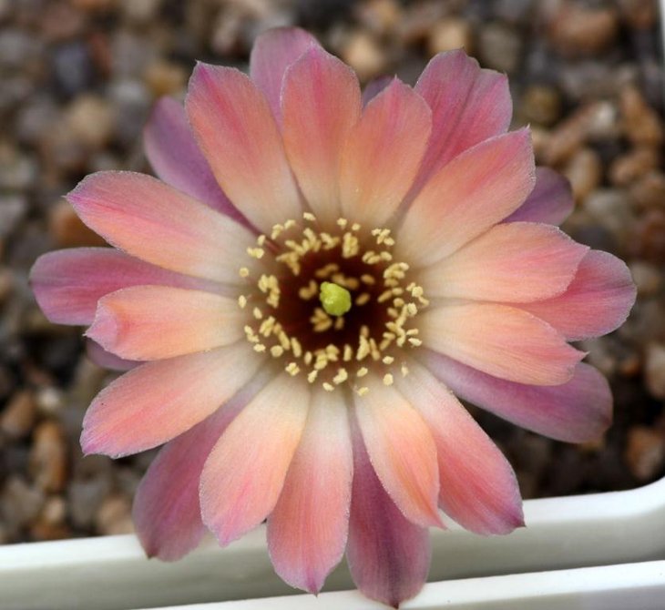 Rebutia pygmaea var pallida.jpg