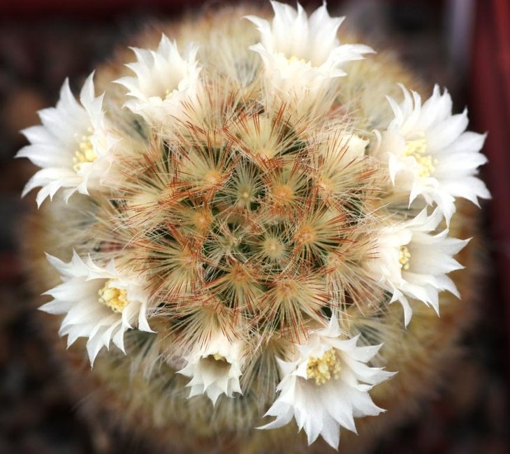 Mammilaria carmenae.jpg