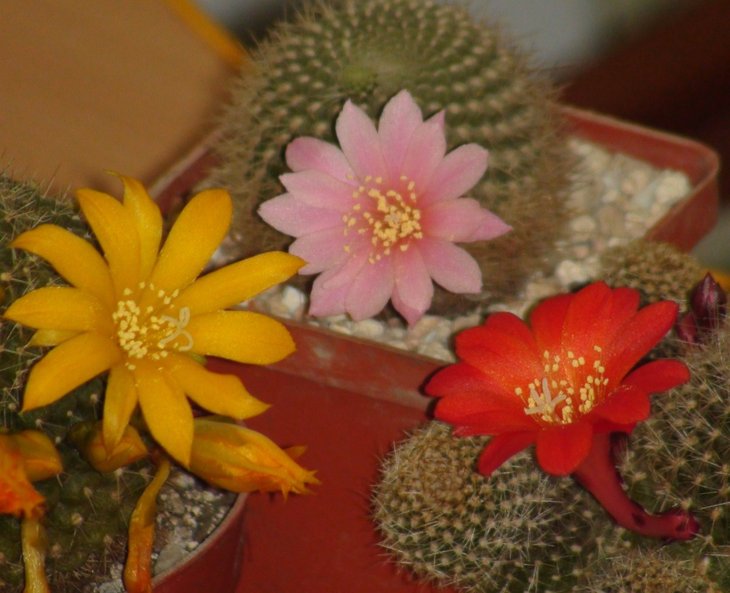 Rebutia