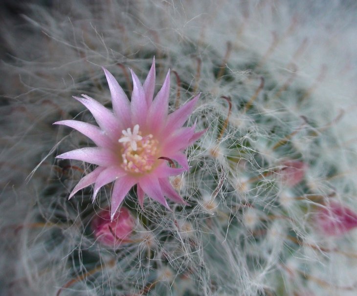 Mammillaria bocasana var.rosea