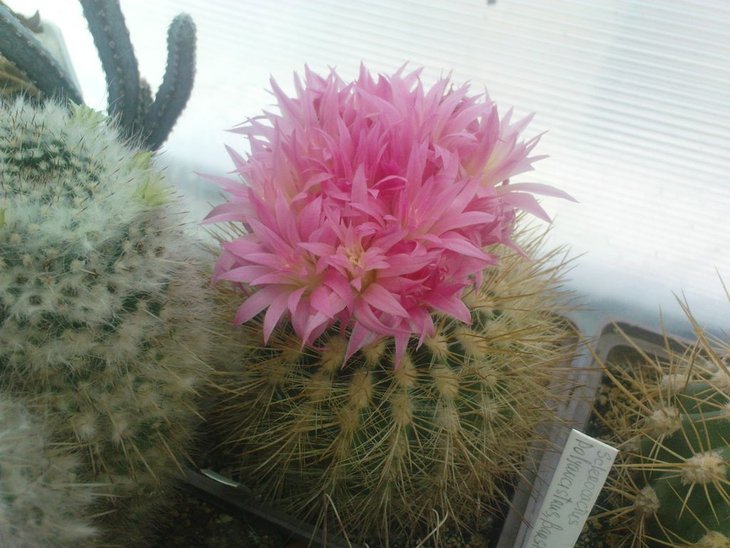 neoporteria litoralis v.intermedia