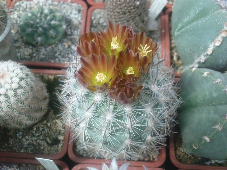 echinomastus SB412