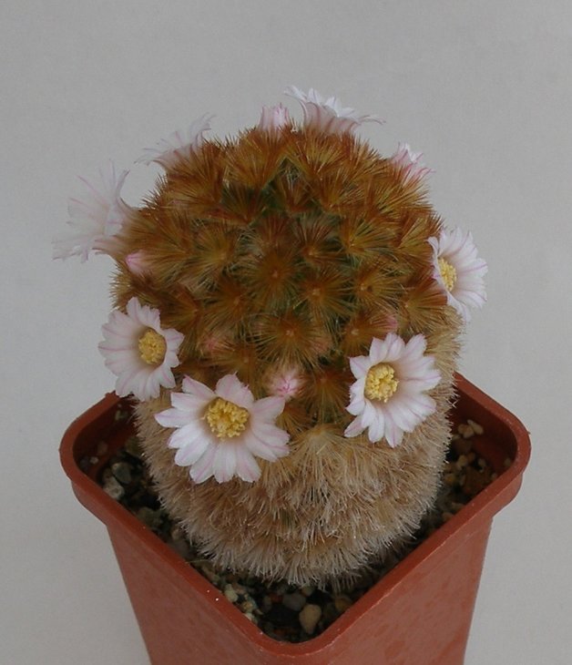 Mammillaria carmenae
