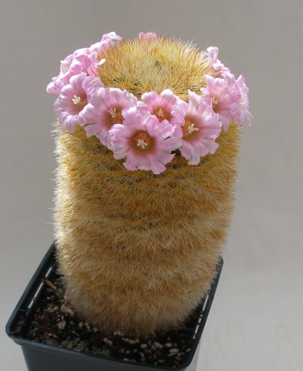 Mammillaria carmenae