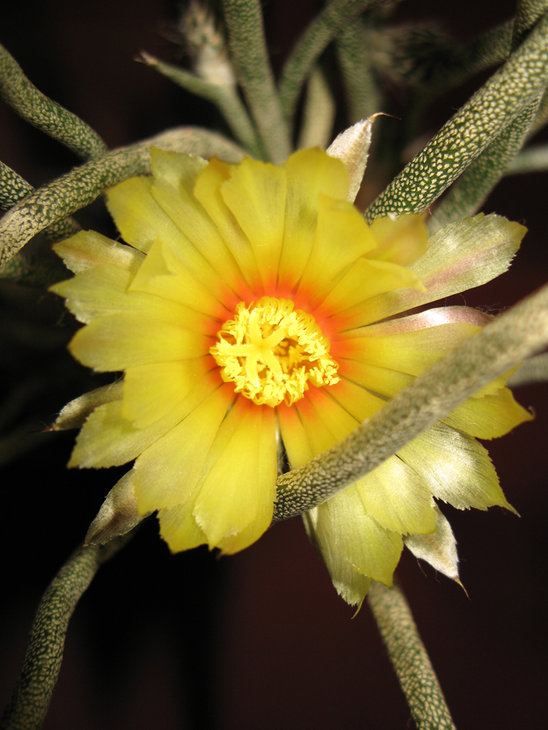 Astrophytum caput-medusae или Digitostigma caput-medusae