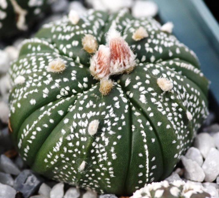 asterias hybrid2.jpg
