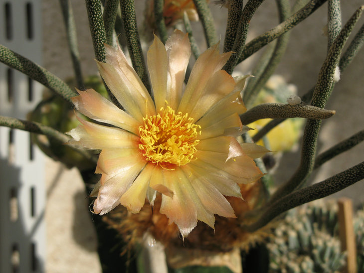 Astrophytum caput-medusae или Digitostigma caput-medusae, второе цветение ... и какая разница, теперь кремовый ....