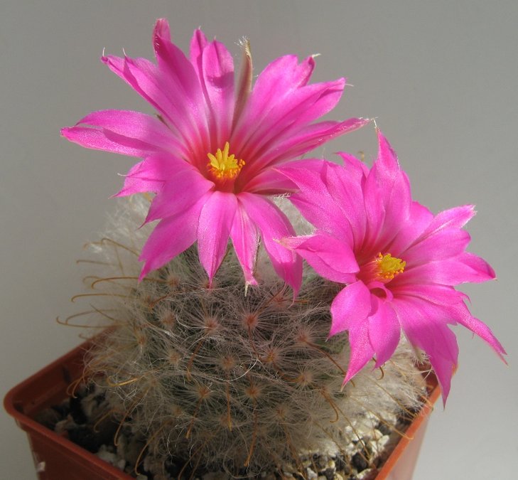 Mammillaria guelzowiana