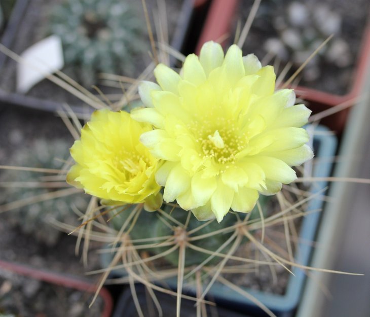 Gymnocalycium andreae v. longispinum