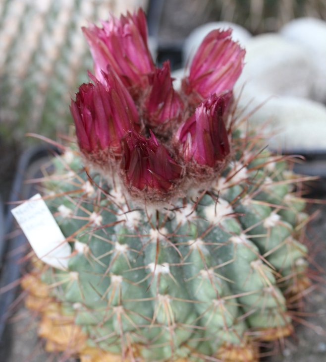 Notocactus buiningii