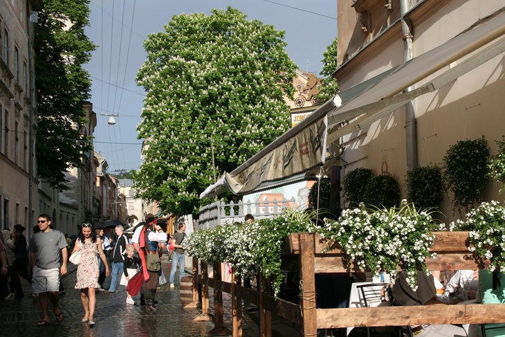 Vira kaktusu2012traven 241.jpg