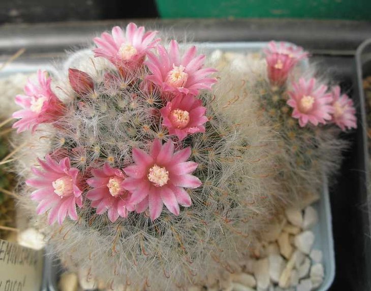 Mammillaria bocasana cv.'Frau Lotte Haage' 05-2012.JPG