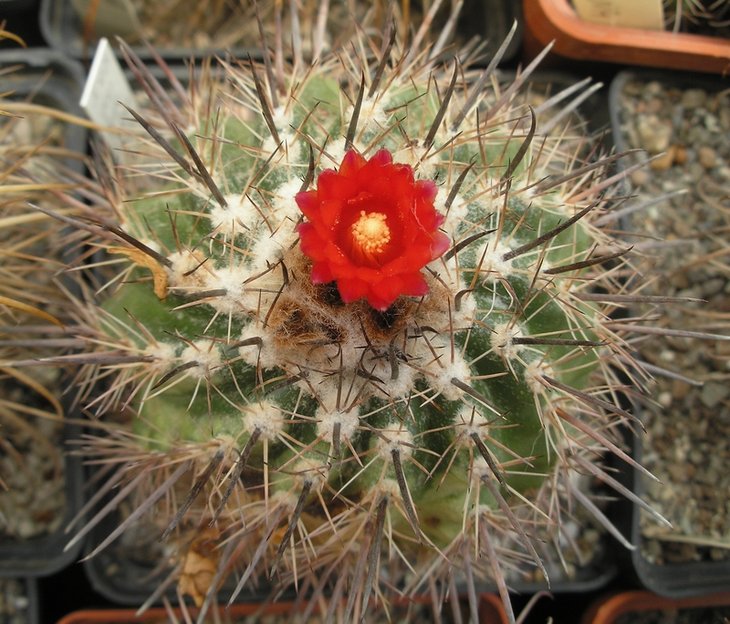 Parodia culpinensis.JPG
