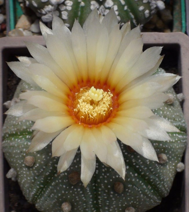 Astrophytum asterias
