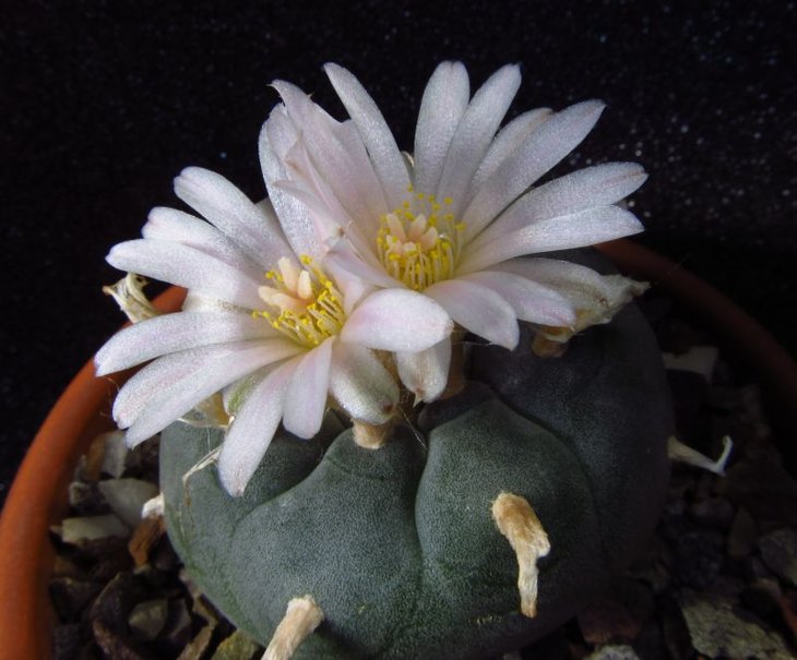 Lophophora williamsii
